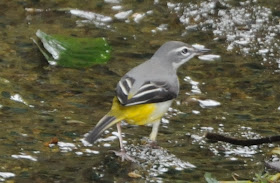 Grey Wagtail (Motacilla cinerea)