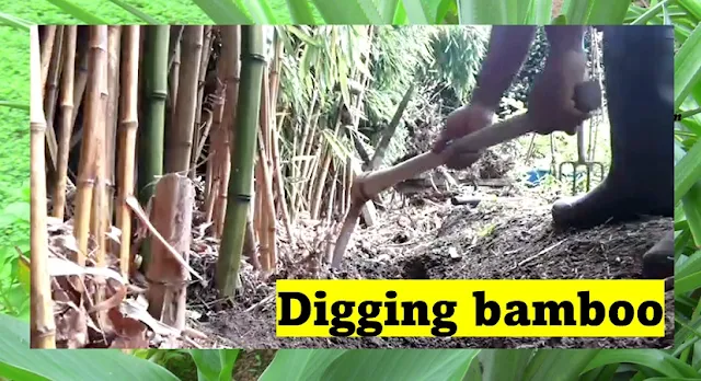 best tools for digging bamboo roots