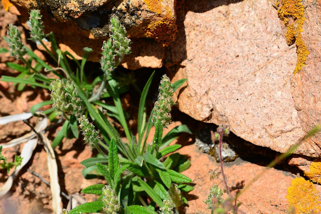 Plantago bellardii