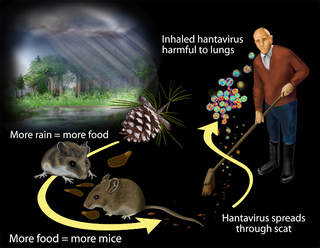 Hantavirus