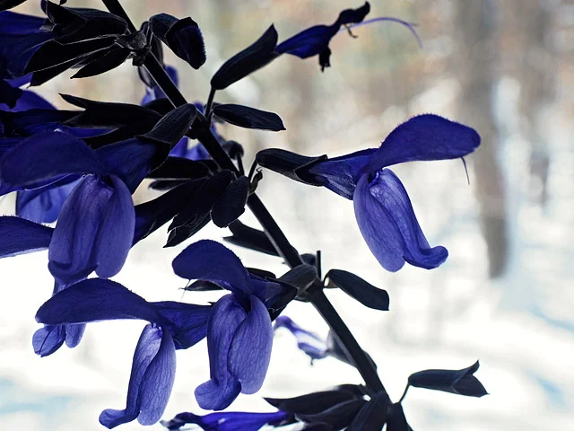 flowering blue salvia overwintering in a pot taken from garden bed as a houseplant 