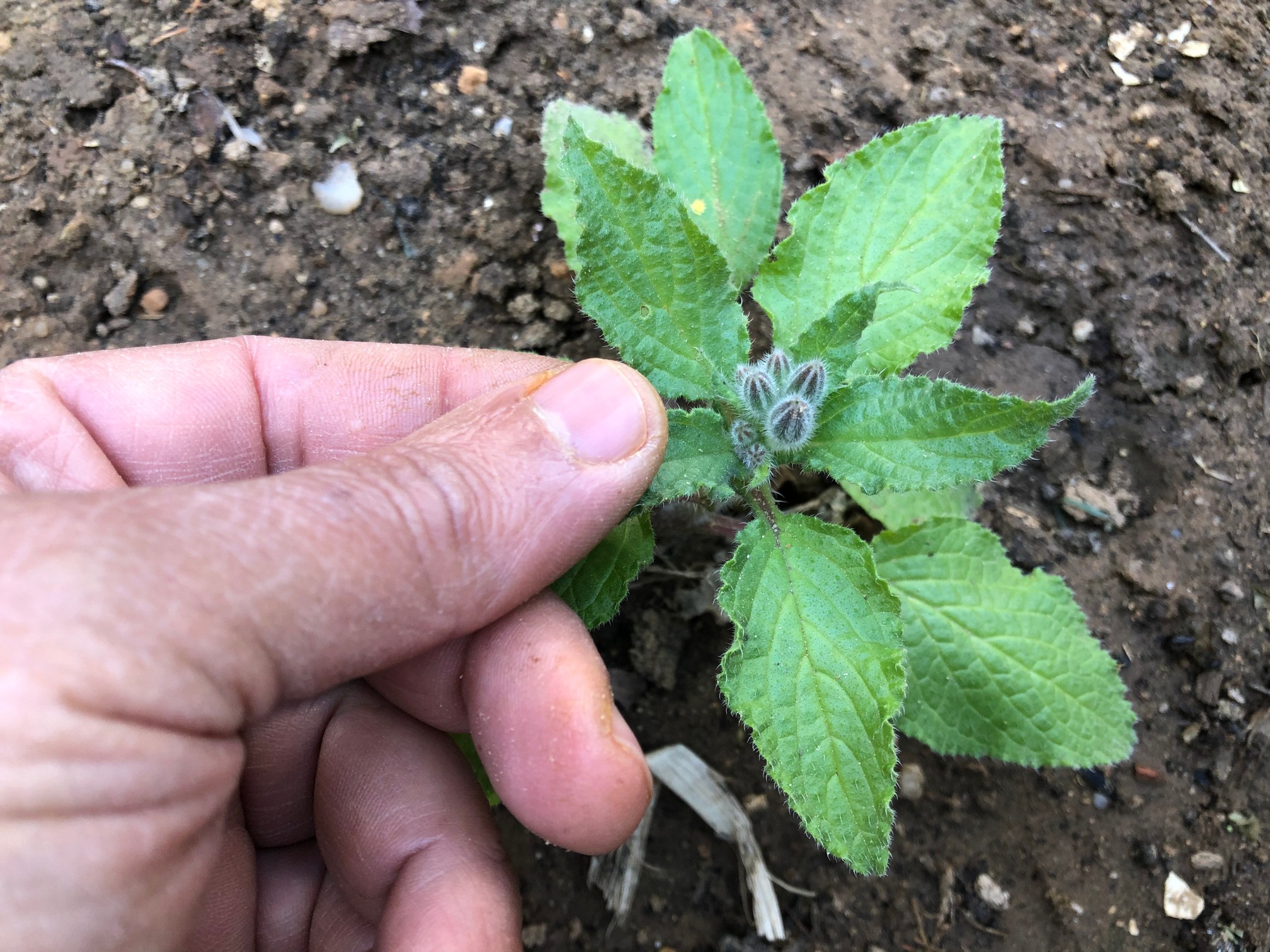 I don't consider borage invasive because it's far too beneficial to become problematic, and the best of all is that when a plant pops up that you don’t want it, it’s simple to pull and either eat or add to your compost pile.