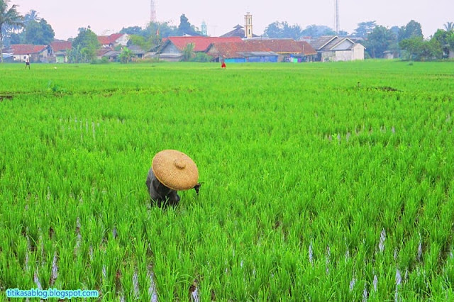 Buruh tani