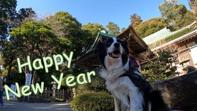 保護犬 ボーダーコリー トーマ 筑波山神社