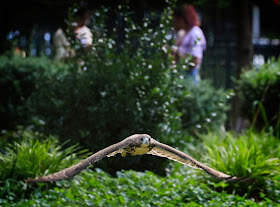 Tompkins Square red-tailed hawk fledgling