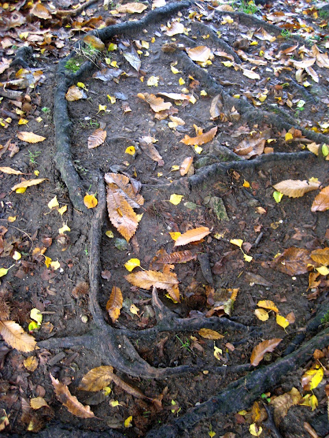 mijn 20 mooiste herfstfoto's van het park