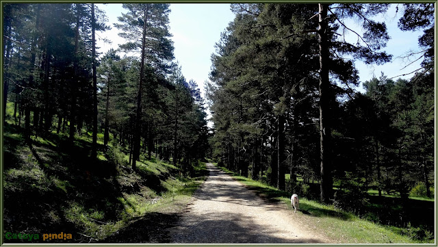 Ruta al Cerro Mogorrita, techo de Cuenca en la Sierra de Valdeminguete, en la Serranía de Cuenca.