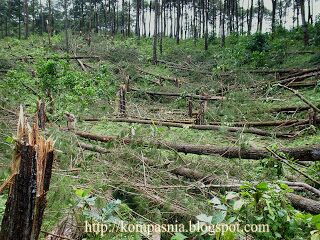 pohon tumbang