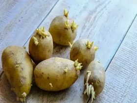 Are sprouted potatoes safe to Eat?