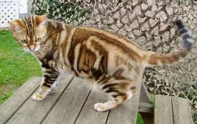 American Shorthair 