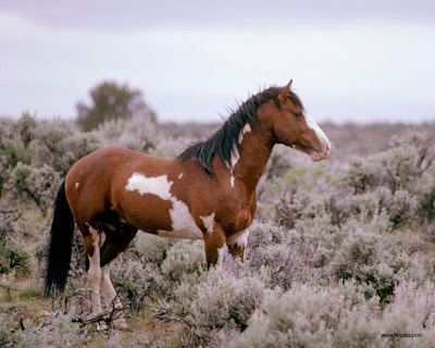 Horse Desktop Free Wallpaper