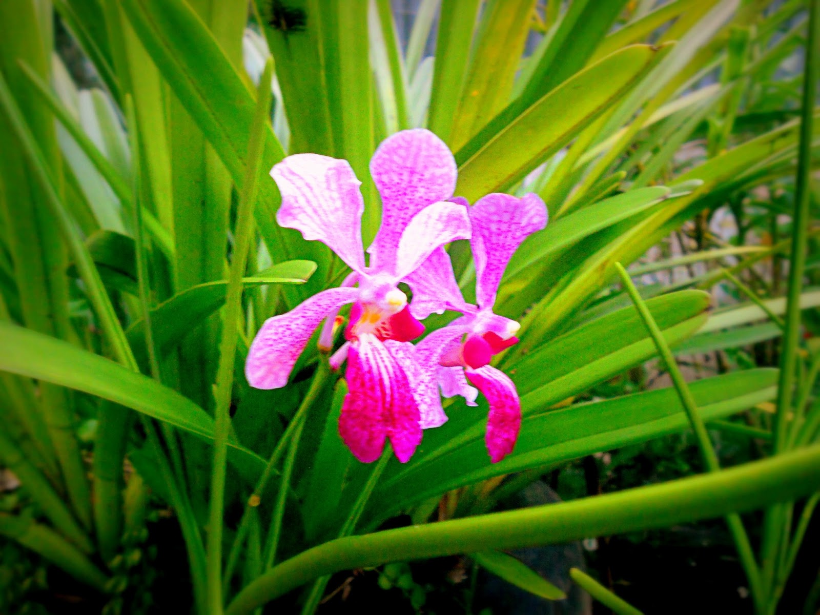  Gambar  Nama Bunga  Malaysia Orchid Hybrid Gambar  Orkid  