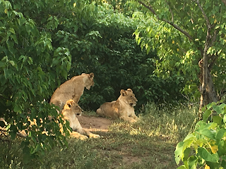 leijonat, mashatu, botswana, riitta reissaa, safari