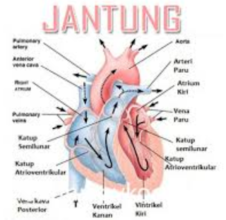 Penjelasan Seputar Jantung Sehat