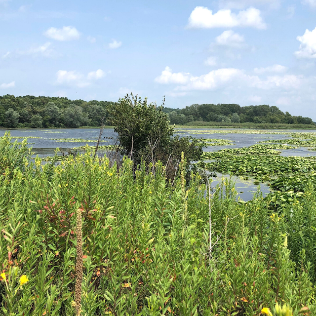 Brilliant greens and blues made for a lovely scene from Smith's Island.