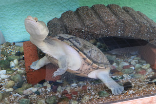 Sea Turtle Museum Caretta