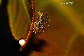 rustic buttefly life cycle