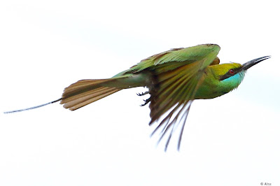 "Green Bee-eater (Merops orientalis)Mostly green with a bluish throat, a thin black eye mask and throat band, a rufous or somewhat rusty crown and rear of the neck, and central tail streamers."