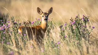 Essay on Kaziranga National Park in Assamese