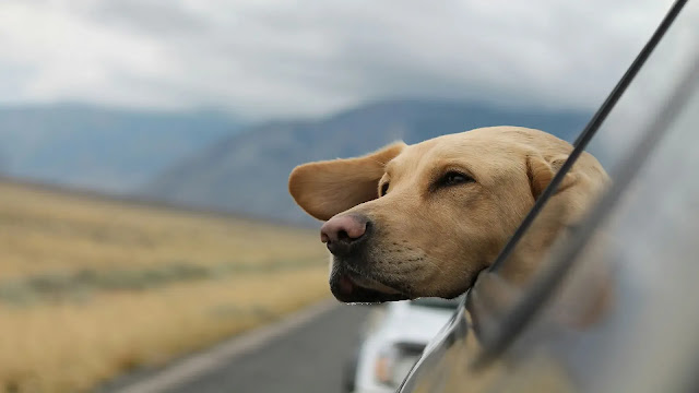 Dog traveling on car