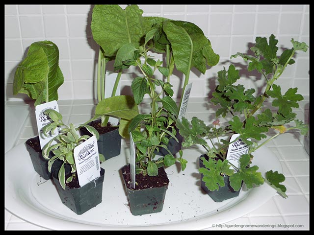 Pictured are the 6 plants I bought - 3 horseradish (back), chocolate-mint 