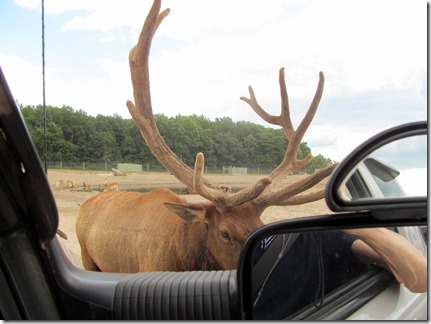 AfrcanSafariWildlfeParkPortClntonOH8-1-15-12