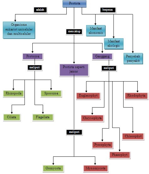 BIOLOGY FINAL TEST: Protista (Bab 5)