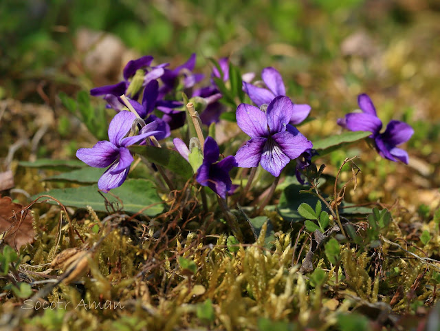 Viola yedoensis