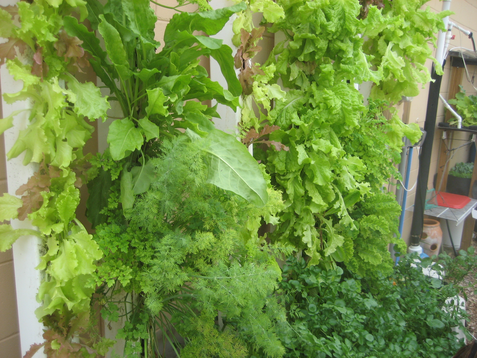 Aquaponic Gardening .... consider becoming an Urban Farmer!