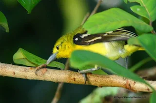 Common Iora - Feeding