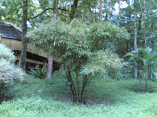 bambusa multiplex gramineae
