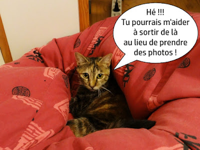 Lourdes, jolie chatte dans un pouf rouge.