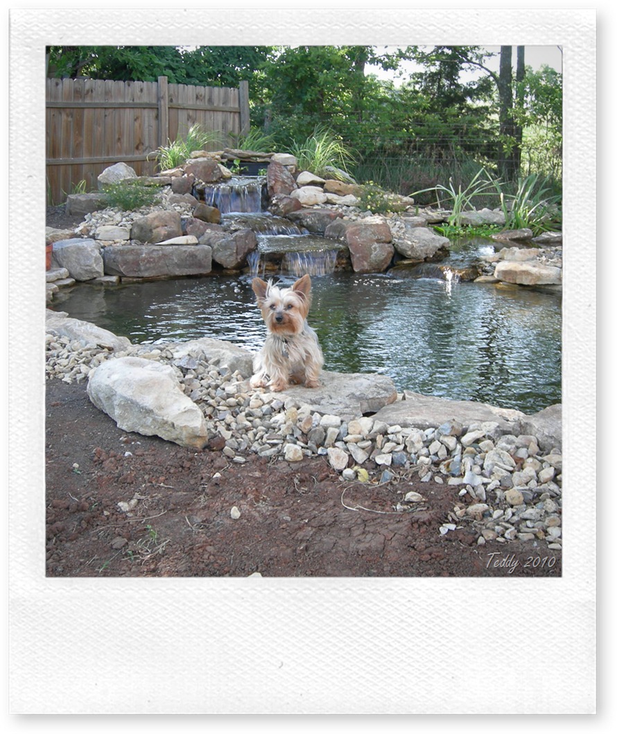 pond teddy 003