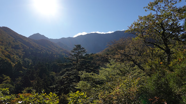 鳥取県西伯郡大山町大山 お里の松