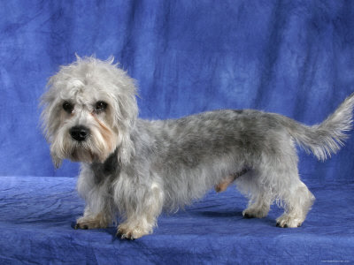 Dandie Dinmont Terrier