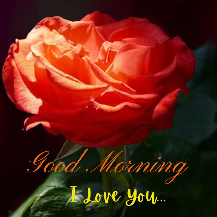 Happy Good Morning Red Rose