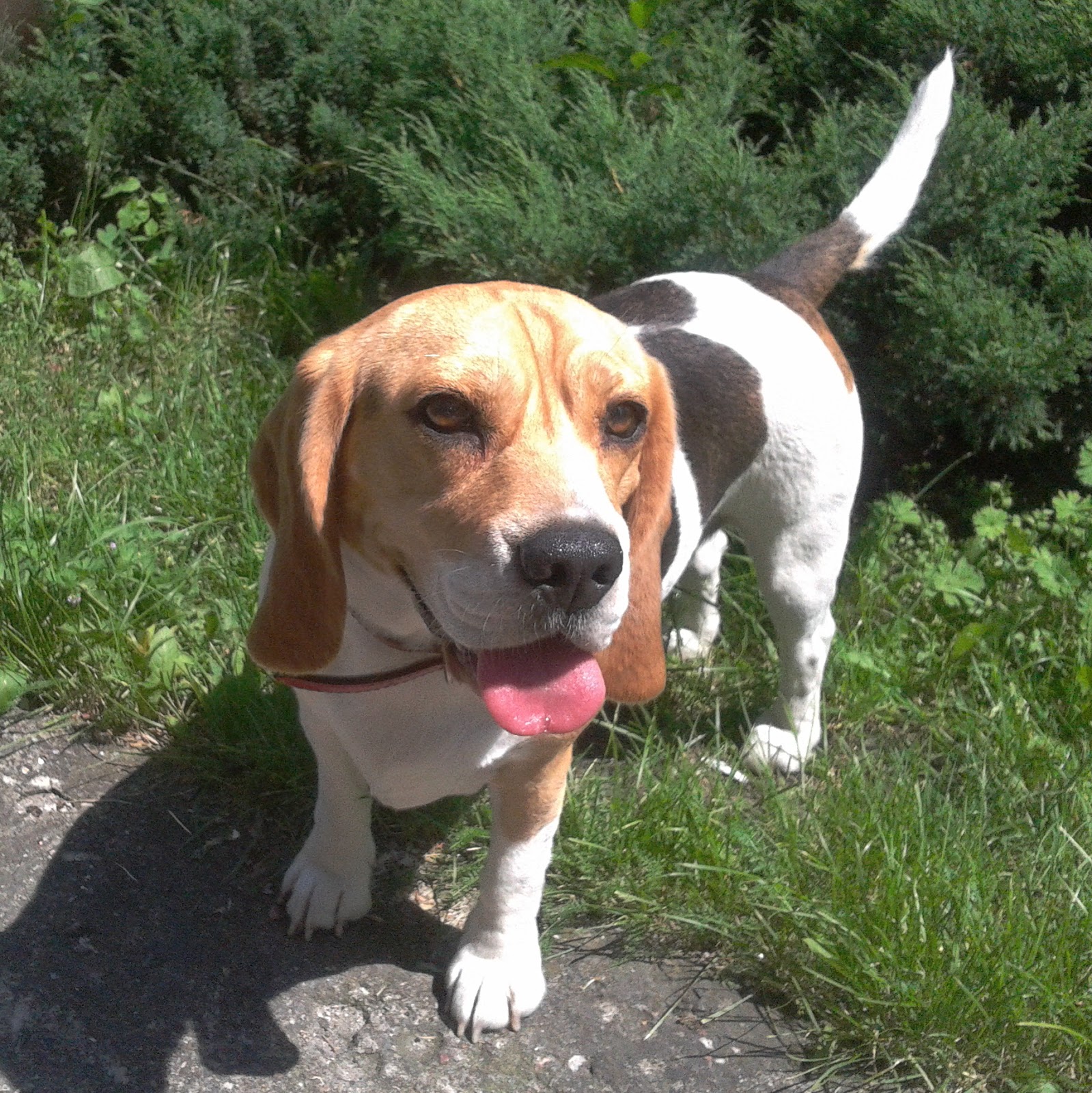 beagle, pieskie życie, z życia beagla, opieka nad beaglem, adopcja beagla, doglove, lifestyle, akcesoria dla zwierząt