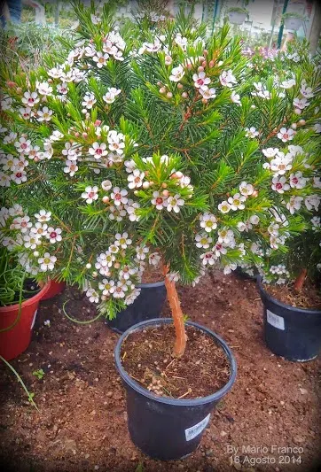 Dicas e cuidados sobre a Flor-de-cera-de-geraldton ou Chamelaucium uncinatum