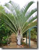 Dypsis decaryi triangle