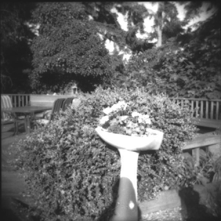 Flowers in a birdbath (formerly a washbasin), with shados of Susan and Inez.