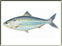 American Shad Fish Pictures