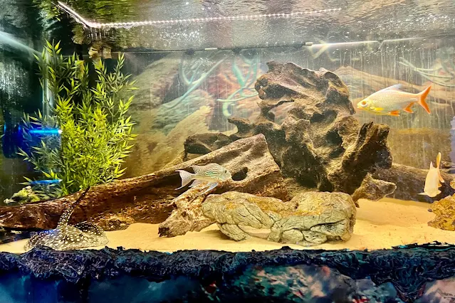 A fish tank with fish including a ray