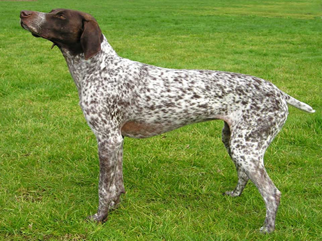 German Shorthaired Pointer, black german shorthaired pointer, german pointer dog, German Shorthaired Pointer, black german shorthaired pointer, german pointer dog, german shorthaired pointer temperament