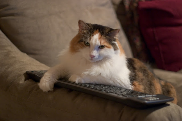 kitten on the keys by Chris Blakeley from flickr (CC-NC-ND)