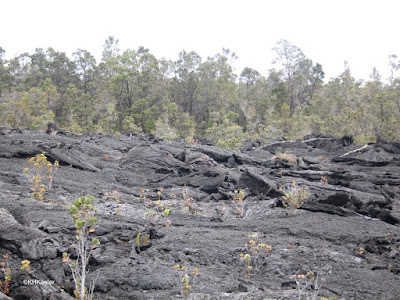 relatively new lava and forest the lava missed