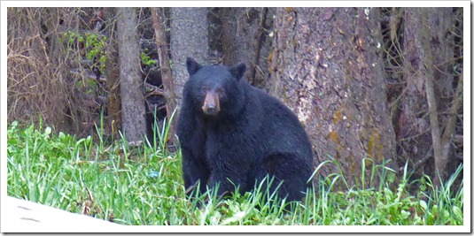 Black Bear, Kootenay National Park 