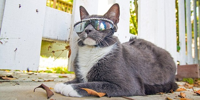 Bagel si kucing  fashionable yang pakai  cermin mata