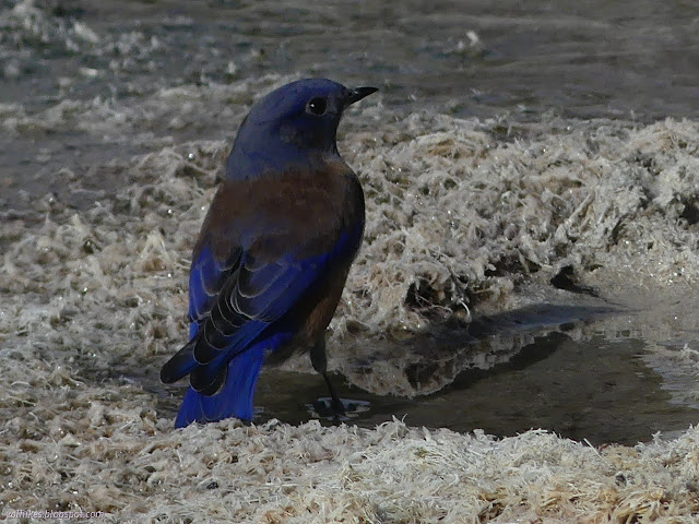 09: very blue bird