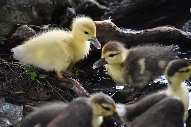 Top 10 Cutest Baby Animals In The World (2022)