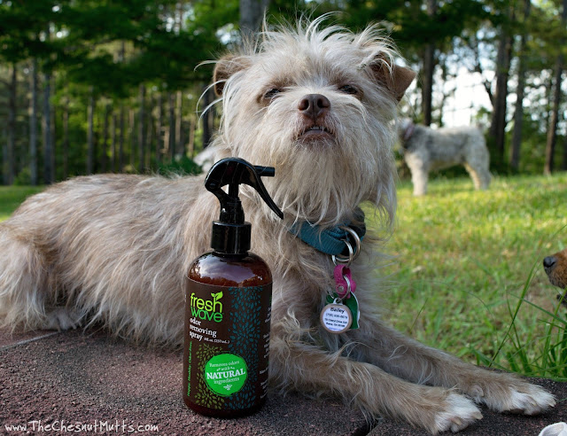 Bailey and Fresh Wave Odor Removing Spray